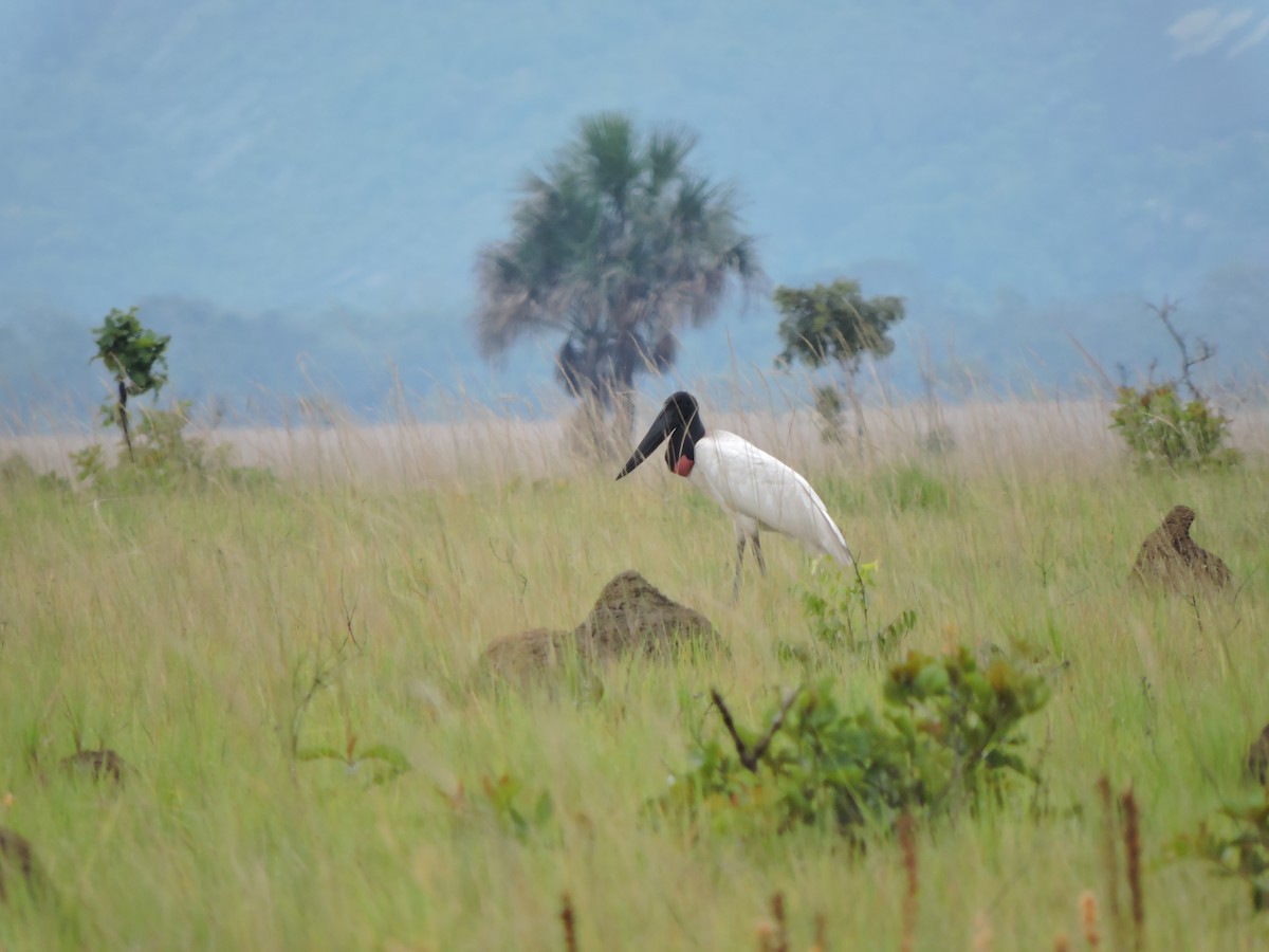 Jabiru d'Amérique - ML252926181