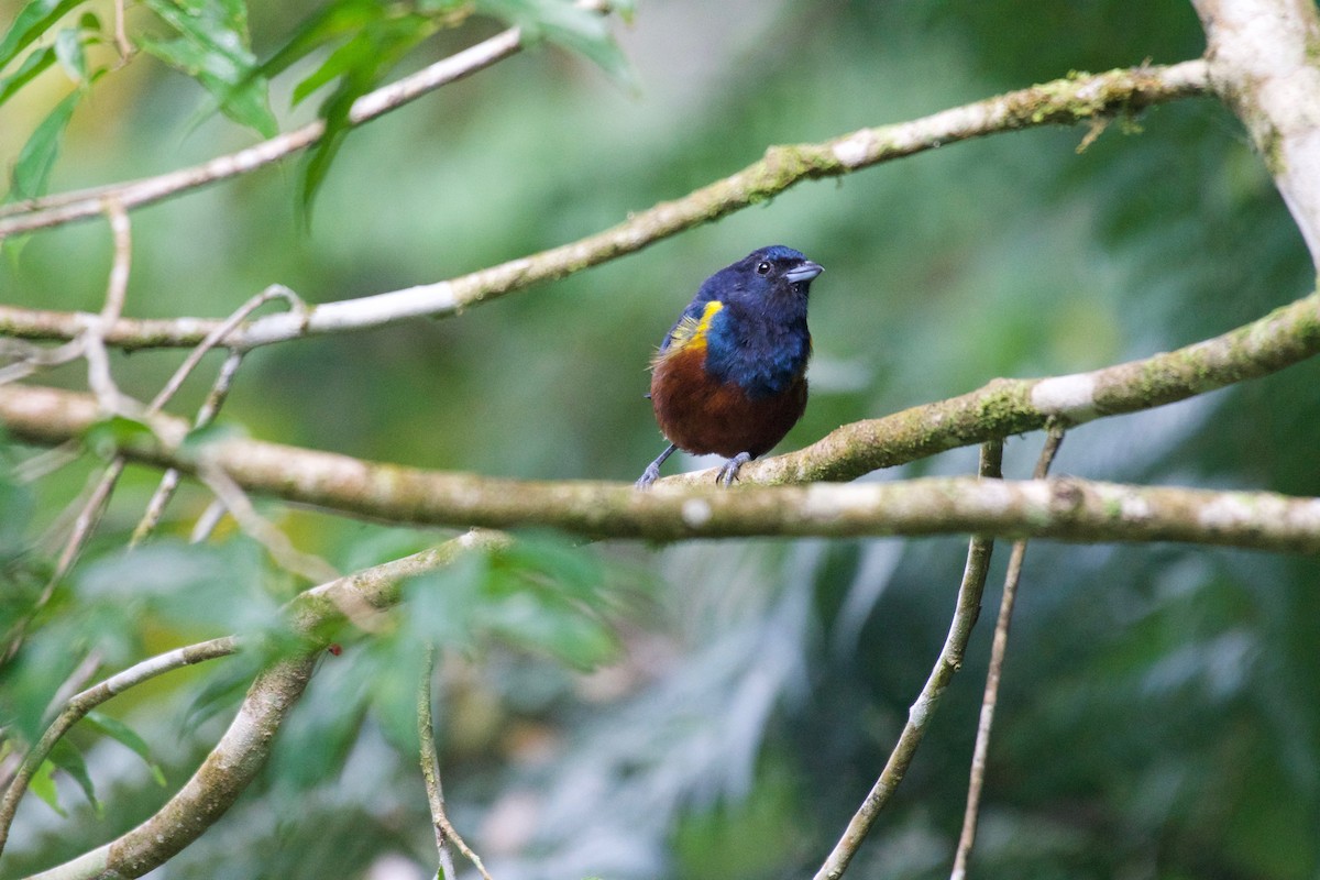 Chestnut-bellied Euphonia - ML252926601