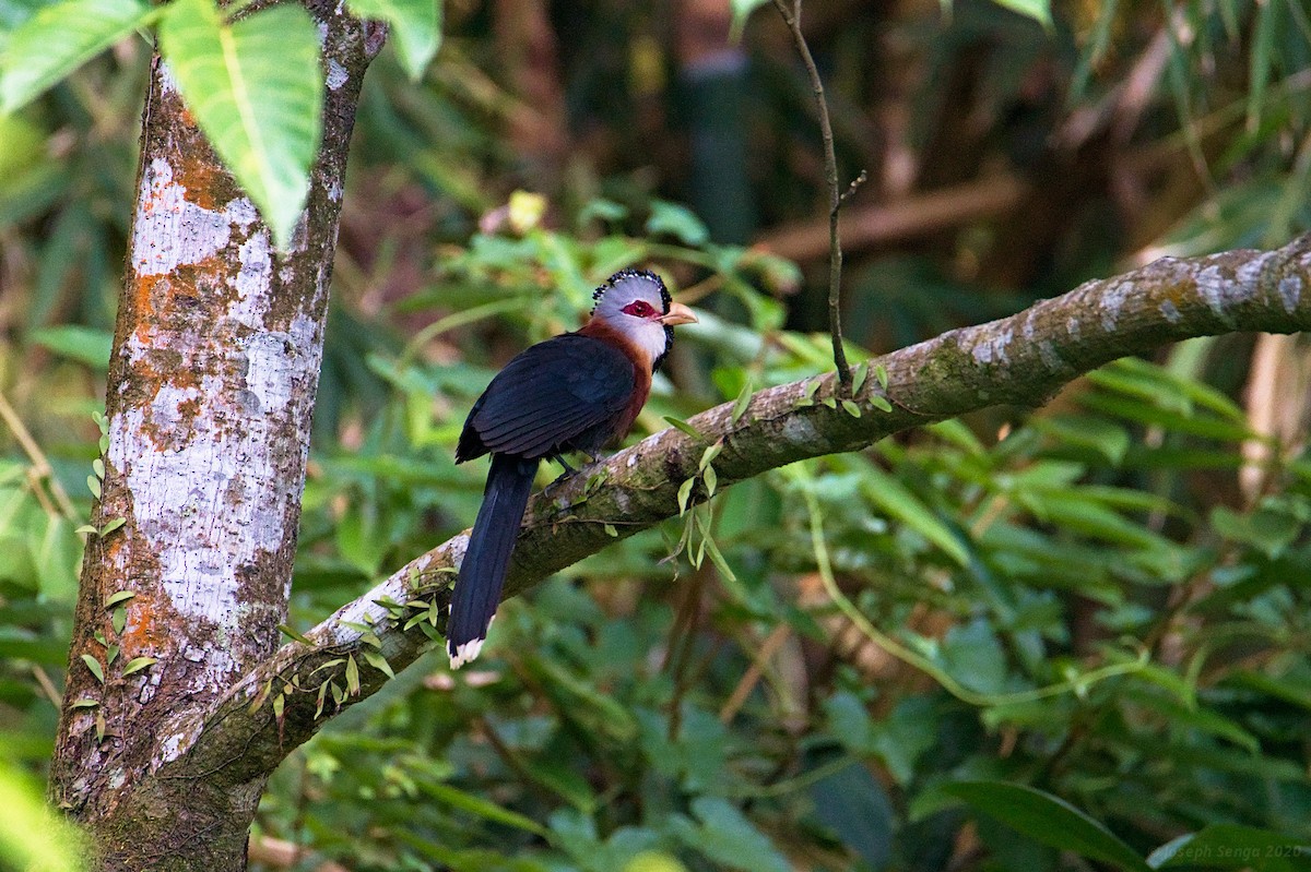 Scale-feathered Malkoha - Joseph Riel Senga