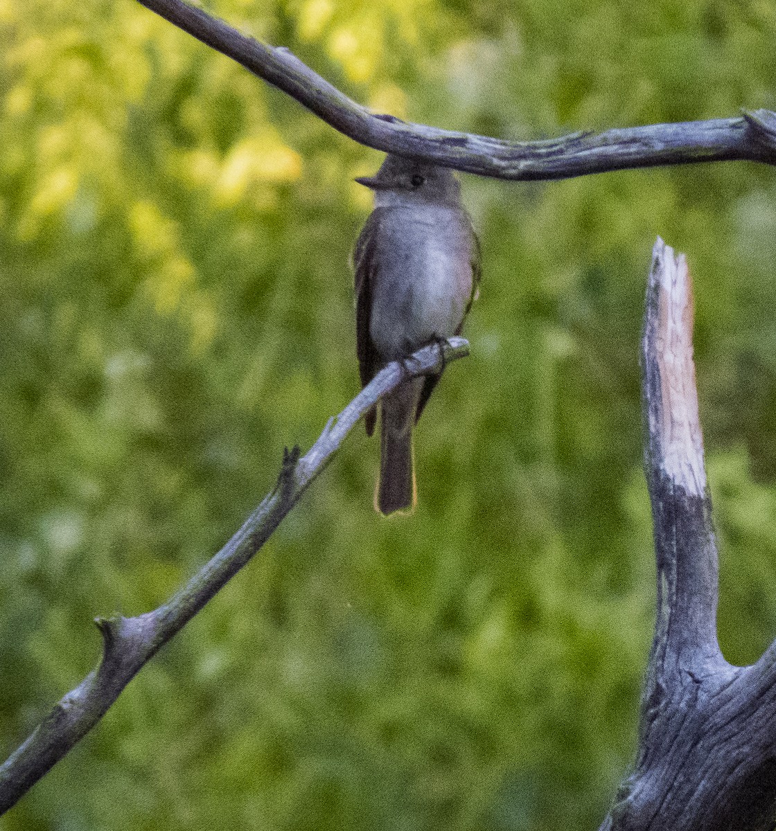 Western Wood-Pewee - ML252927371