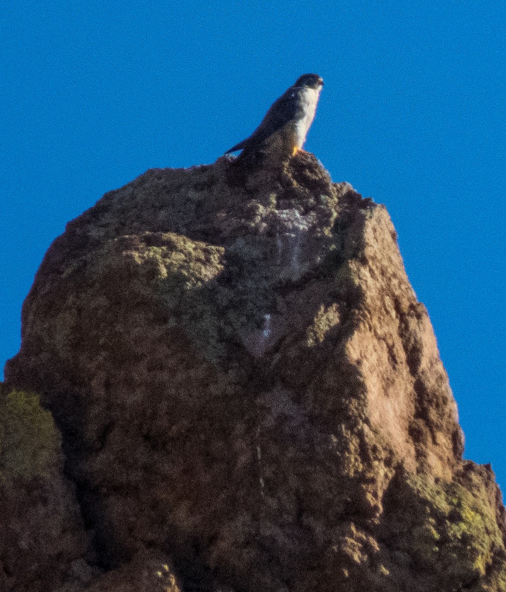 Peregrine Falcon - ML252927481