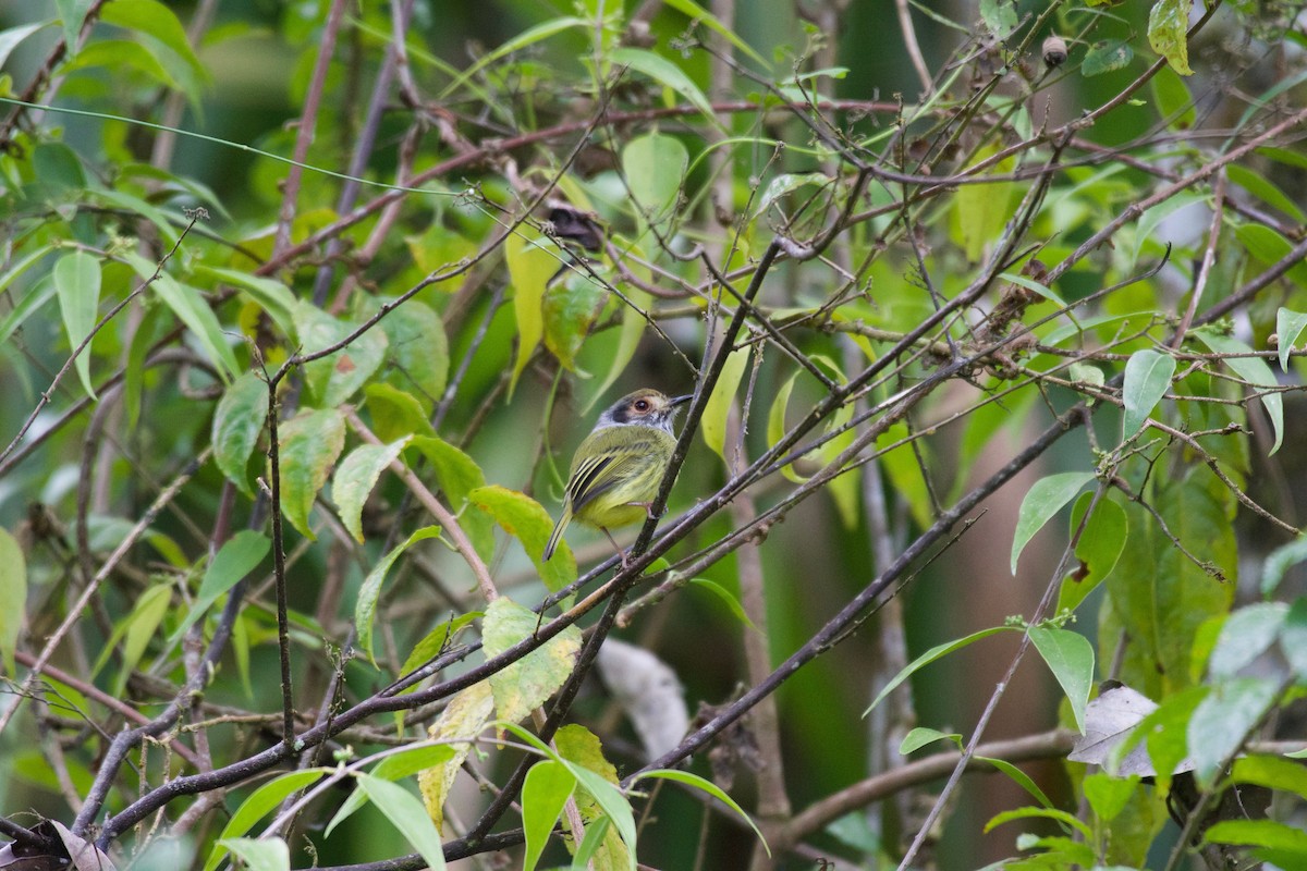 Eared Pygmy-Tyrant - ML252927981