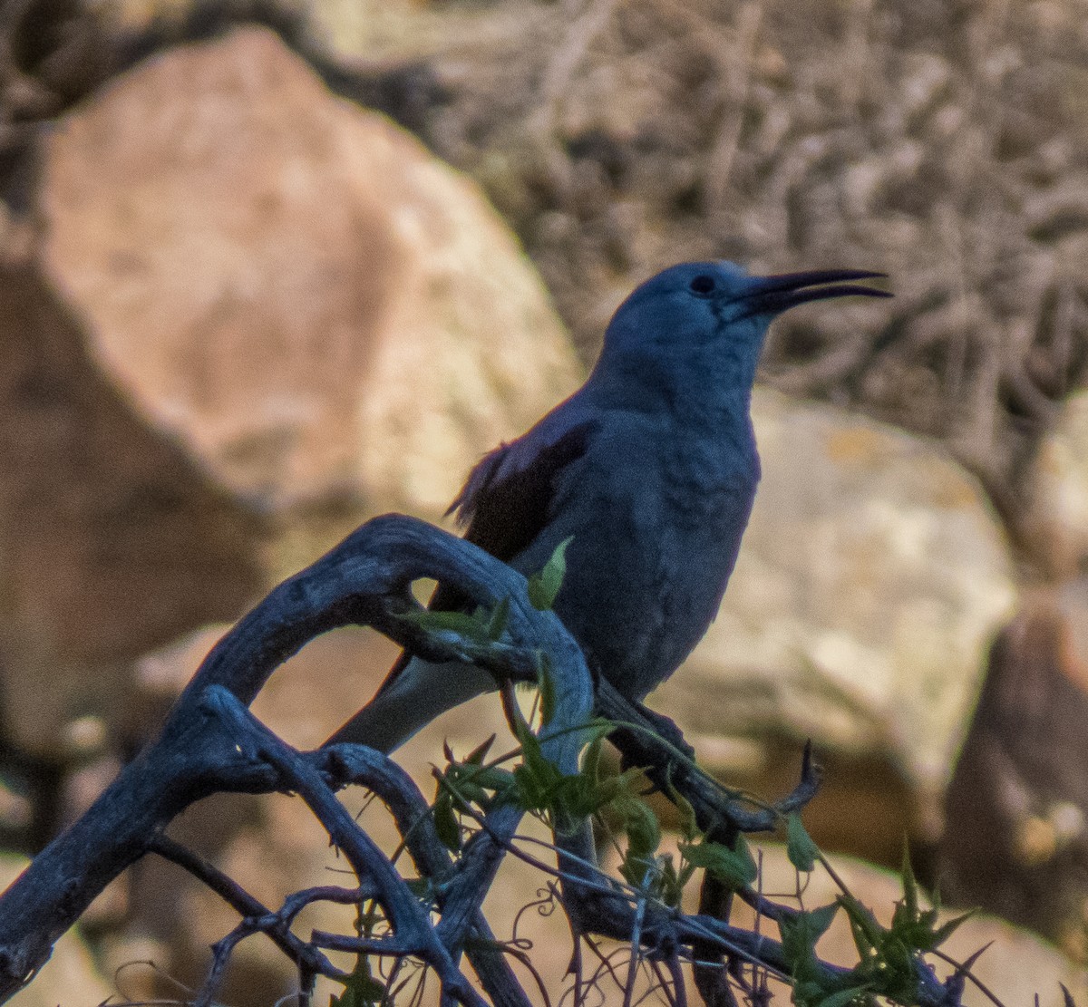 Clark's Nutcracker - ML252928131