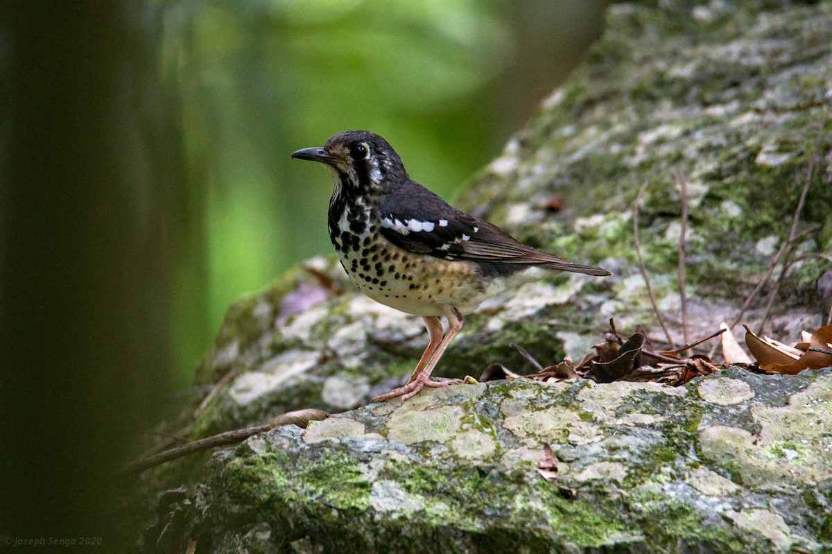 Ashy Thrush - Joseph Riel Senga