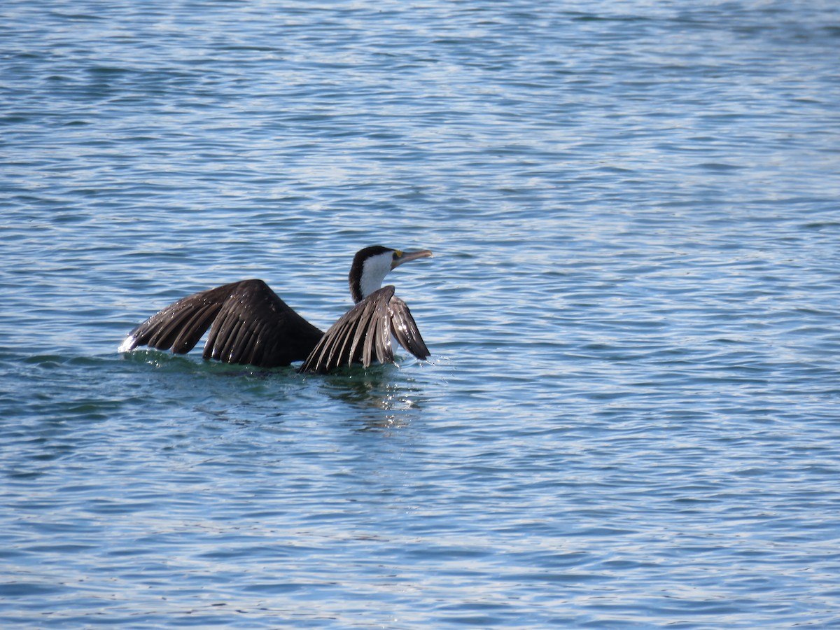 Pied Cormorant - Stan Jarzynski