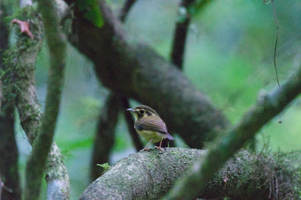 White-throated Spadebill - ML252930781