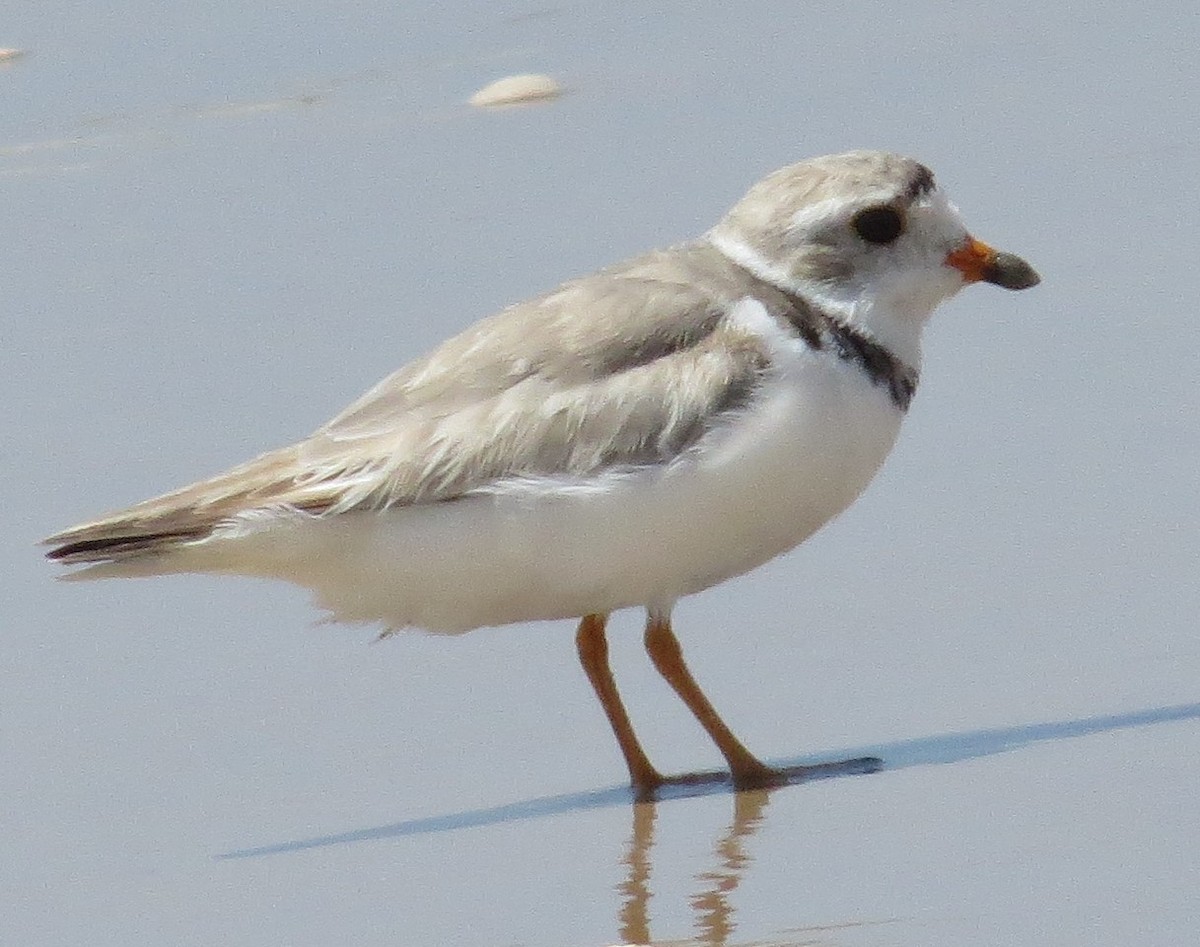 Piping Plover - ML252931481