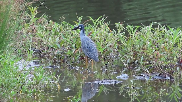 Yellow-crowned Night Heron - ML252932061