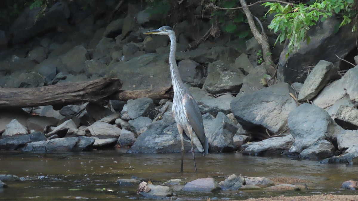 Great Blue Heron - ML252932771