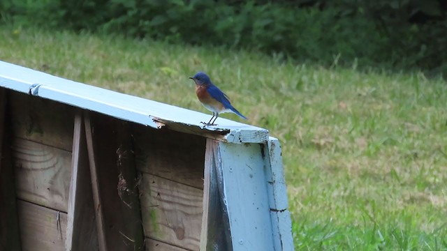 Eastern Bluebird - ML252933571