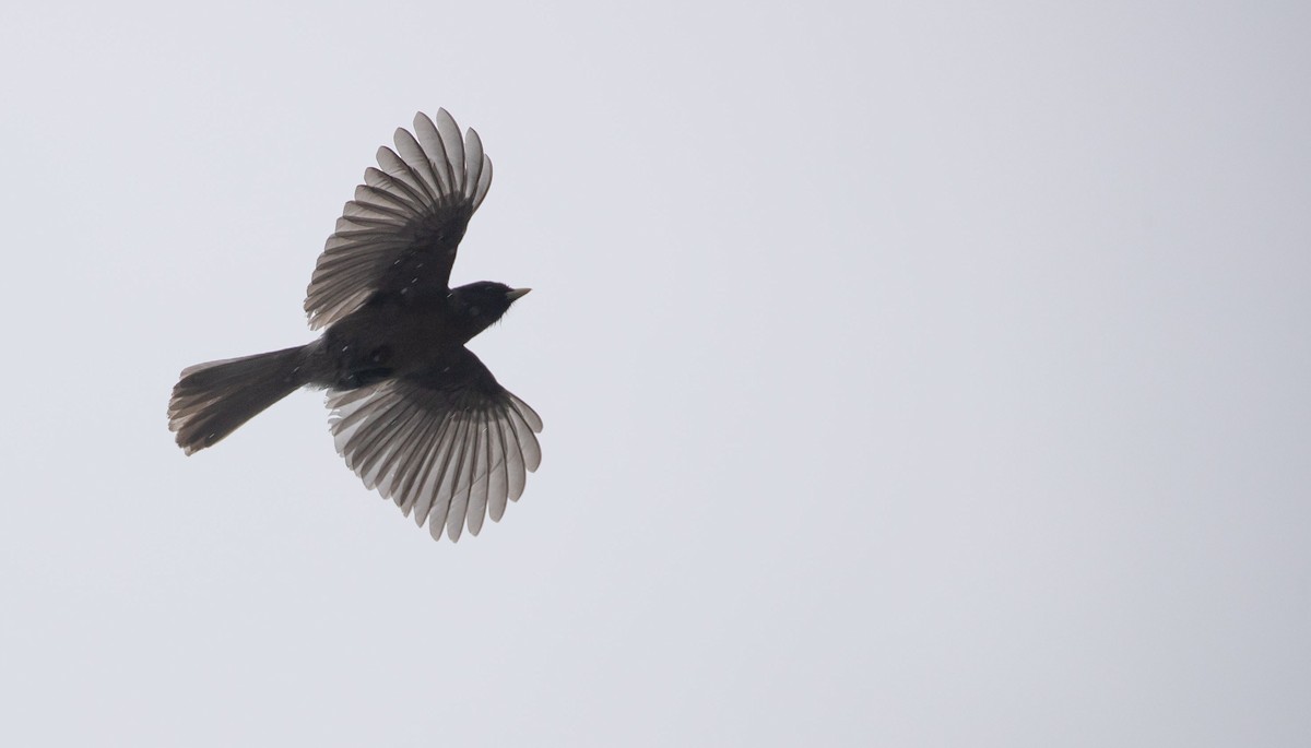 Sichuan Jay - Doug Gochfeld