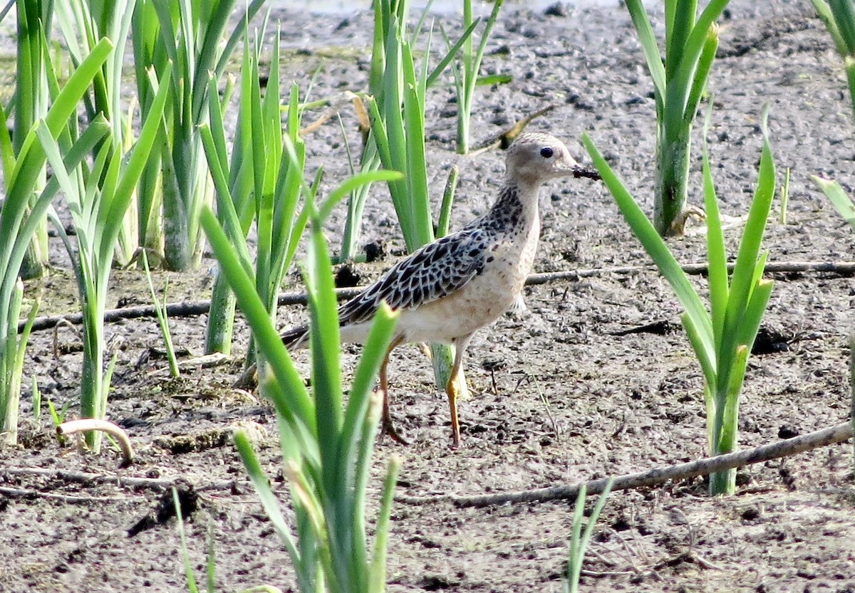 Buff-breasted Sandpiper - Lorna Aynbinder