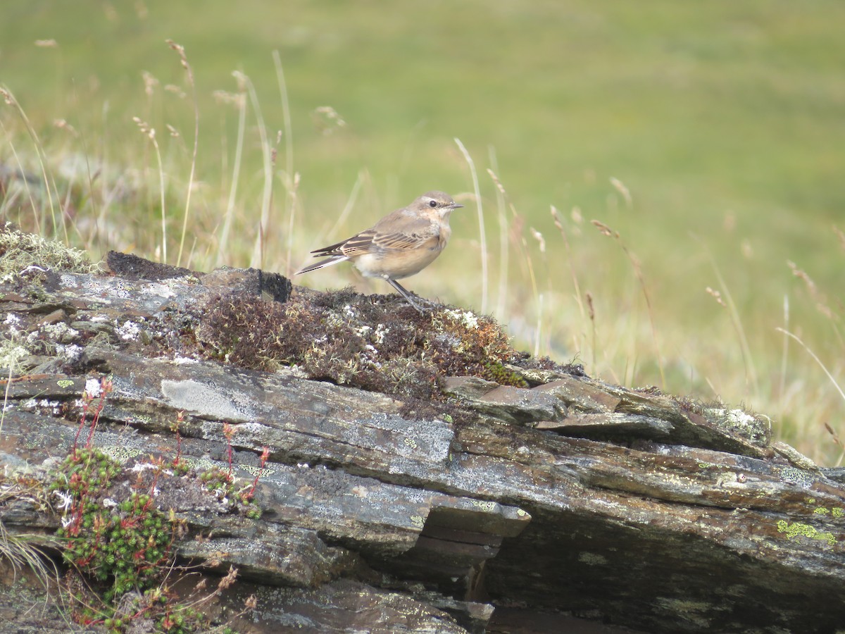 Northern Wheatear - ML252937631