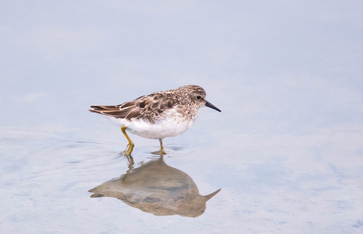 Least Sandpiper - Hallie Daly