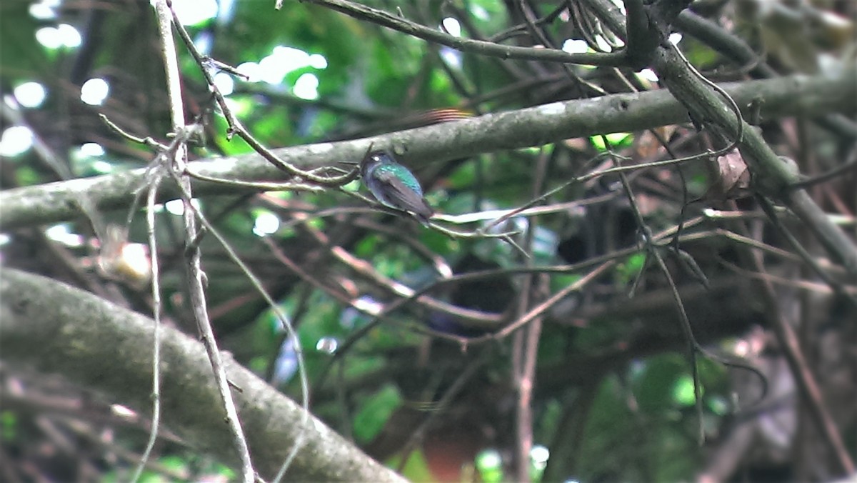 Violet-headed Hummingbird - ML252938731