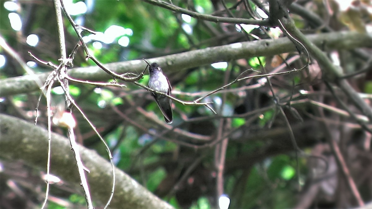 Violet-headed Hummingbird - ML252938741