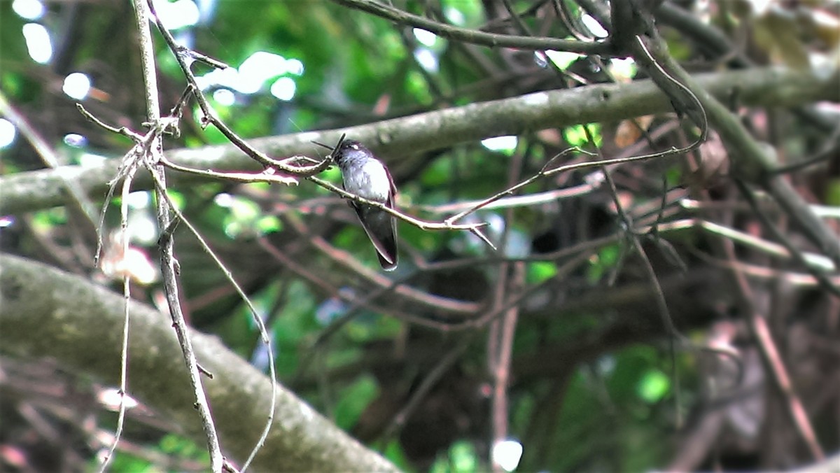 Violet-headed Hummingbird - ML252938751
