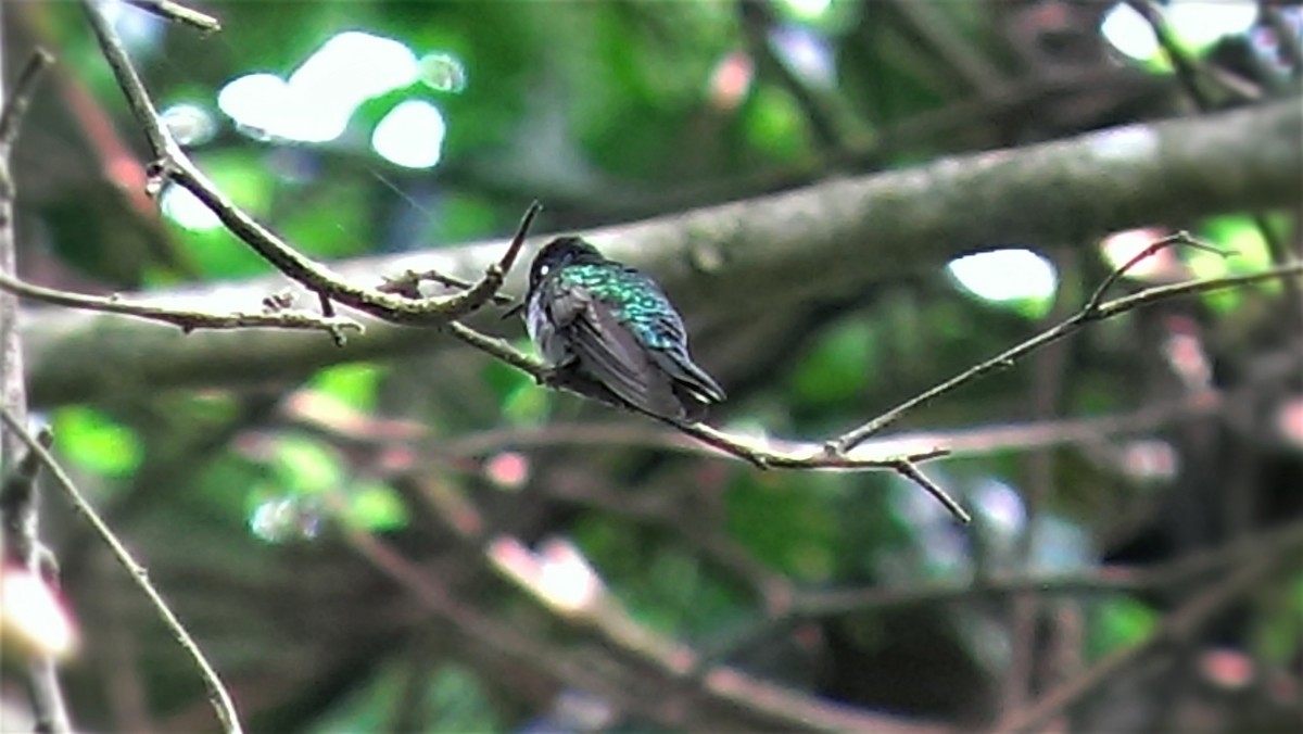 Violet-headed Hummingbird - ML252938791