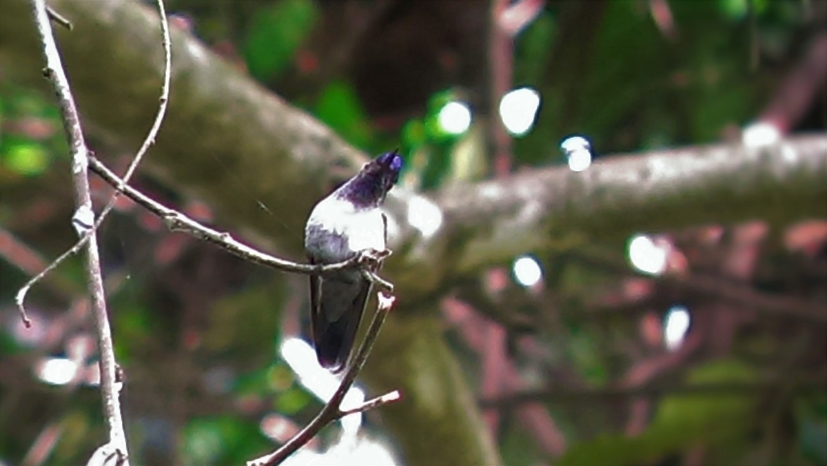 Violet-headed Hummingbird - ML252938911