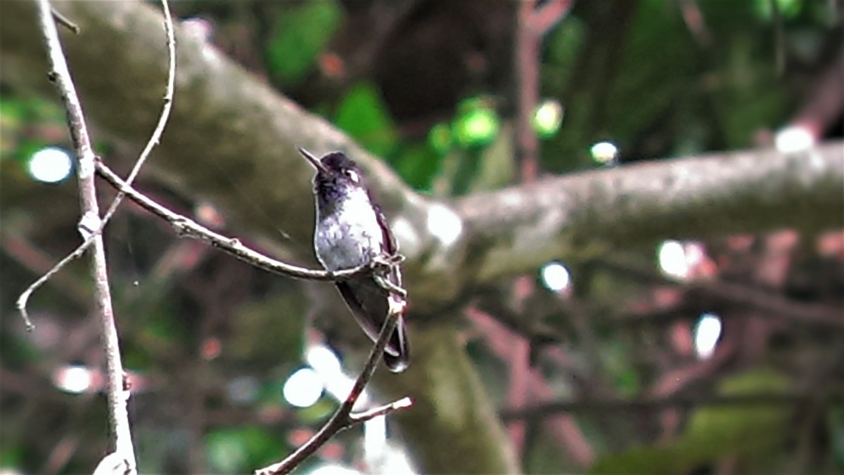Violet-headed Hummingbird - ML252939211