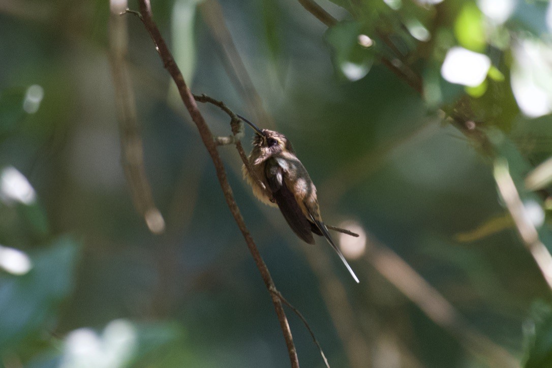 Dusky-throated Hermit - ML252941061