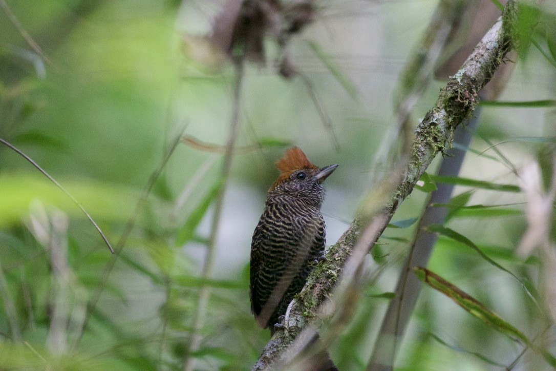 Tufted Antshrike - ML252941201