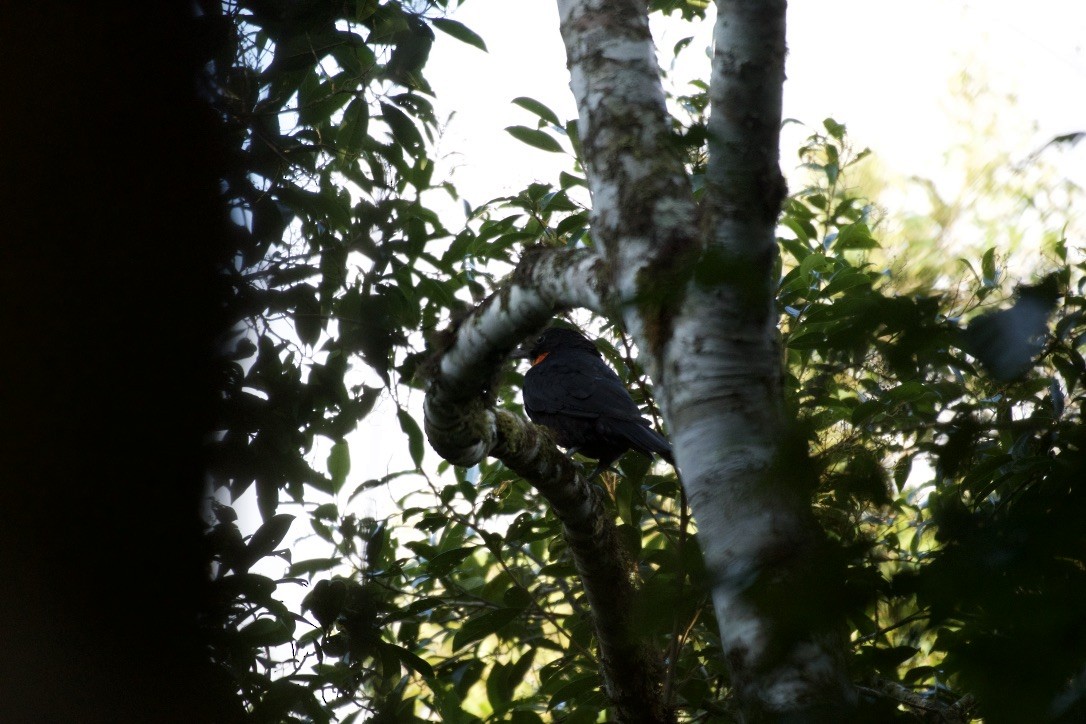 Red-ruffed Fruitcrow - ML252941691