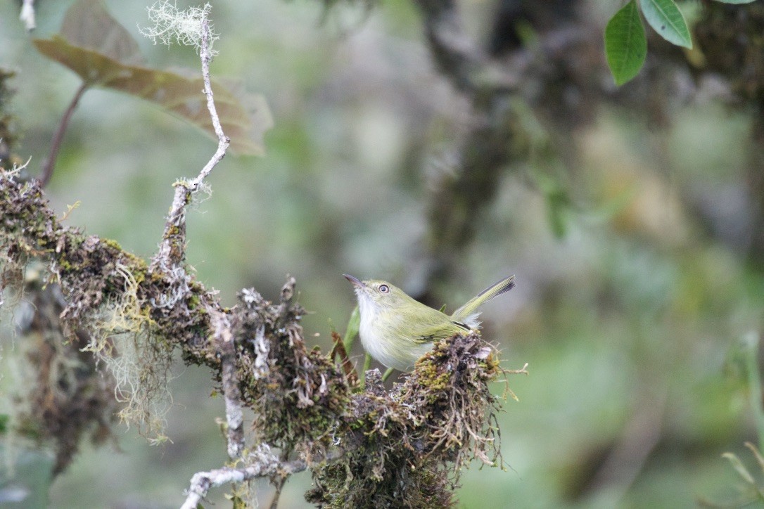 Hangnest Tody-Tyrant - ML252941721