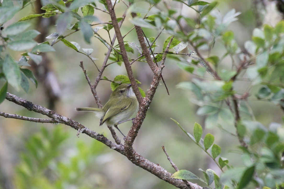 Hangnest Tody-Tyrant - ML252941761