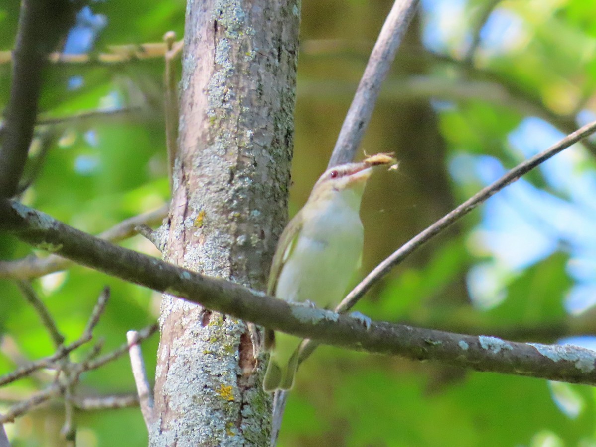 Red-eyed Vireo - ML252942351