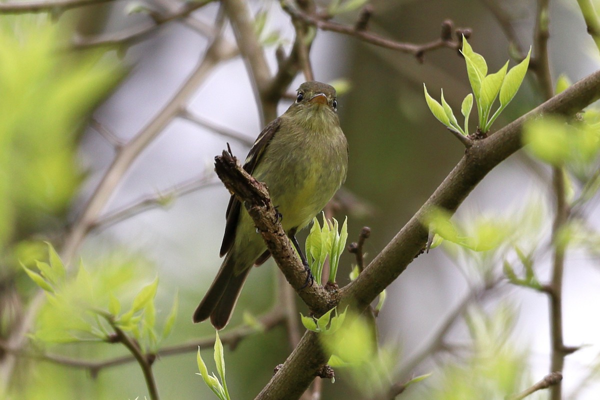 Yellow-bellied Flycatcher - ML252942811