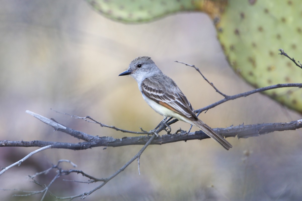 Ash-throated Flycatcher - ML252944751