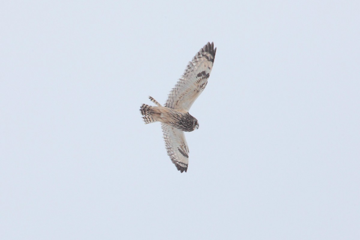 Short-eared Owl - ML25294851