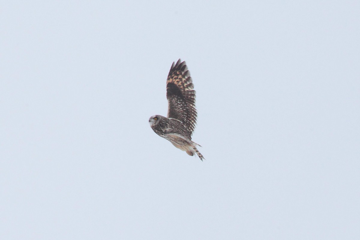 Short-eared Owl - ML25294861