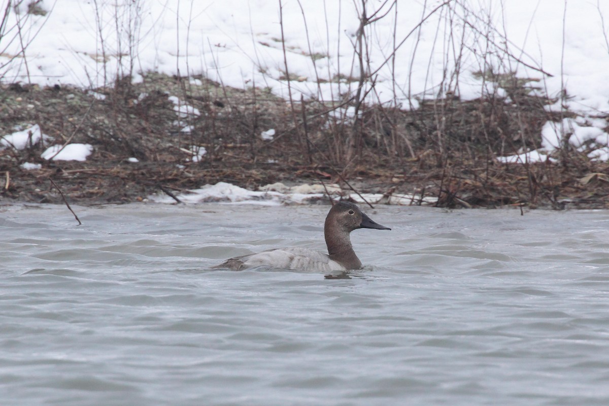 Canvasback - ML25294921