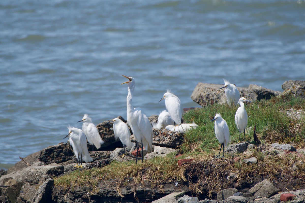 Great Egret - ML252952591