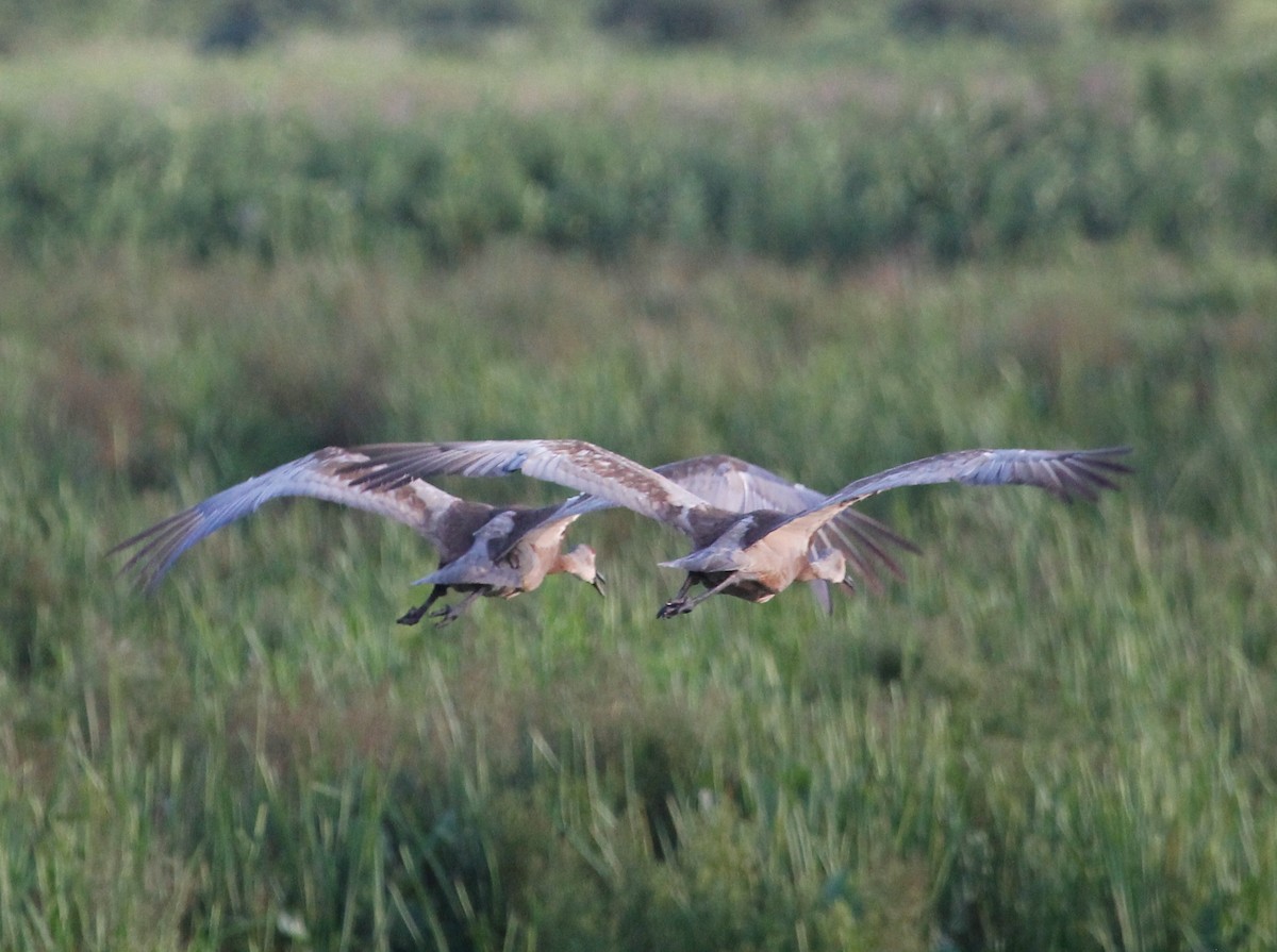 Sandhill Crane - ML252955341