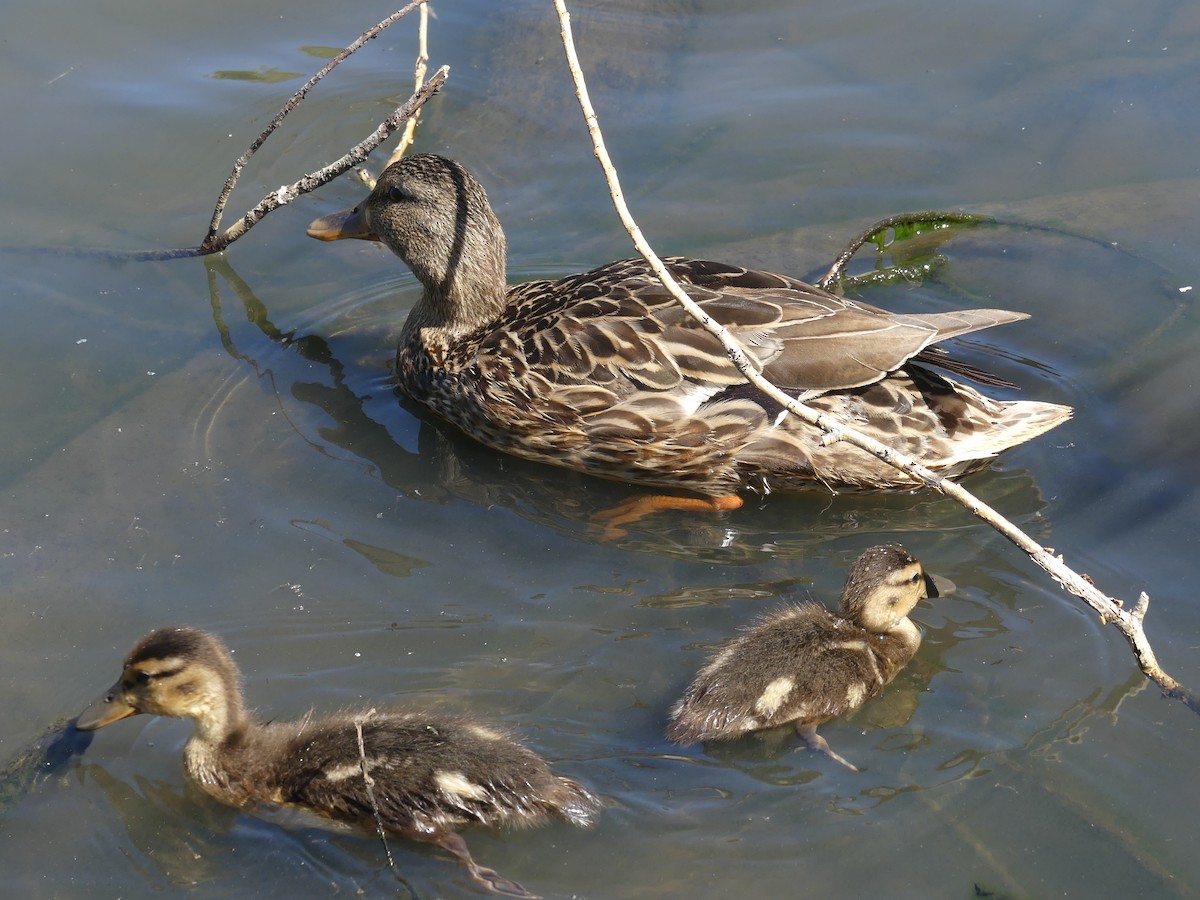 Canard colvert - ML252955691