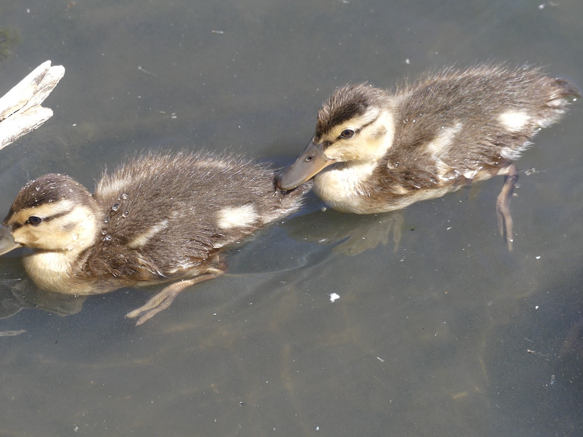 Canard colvert - ML252955701
