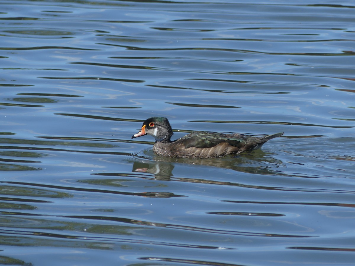 Canard branchu - ML252955961
