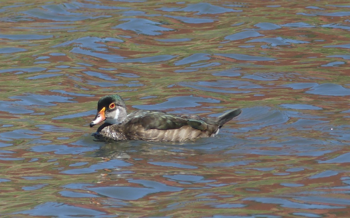 Canard branchu - ML252956371