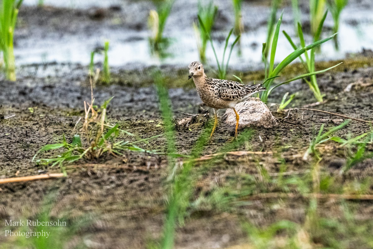 Buff-breasted Sandpiper - Mark Rubensohn