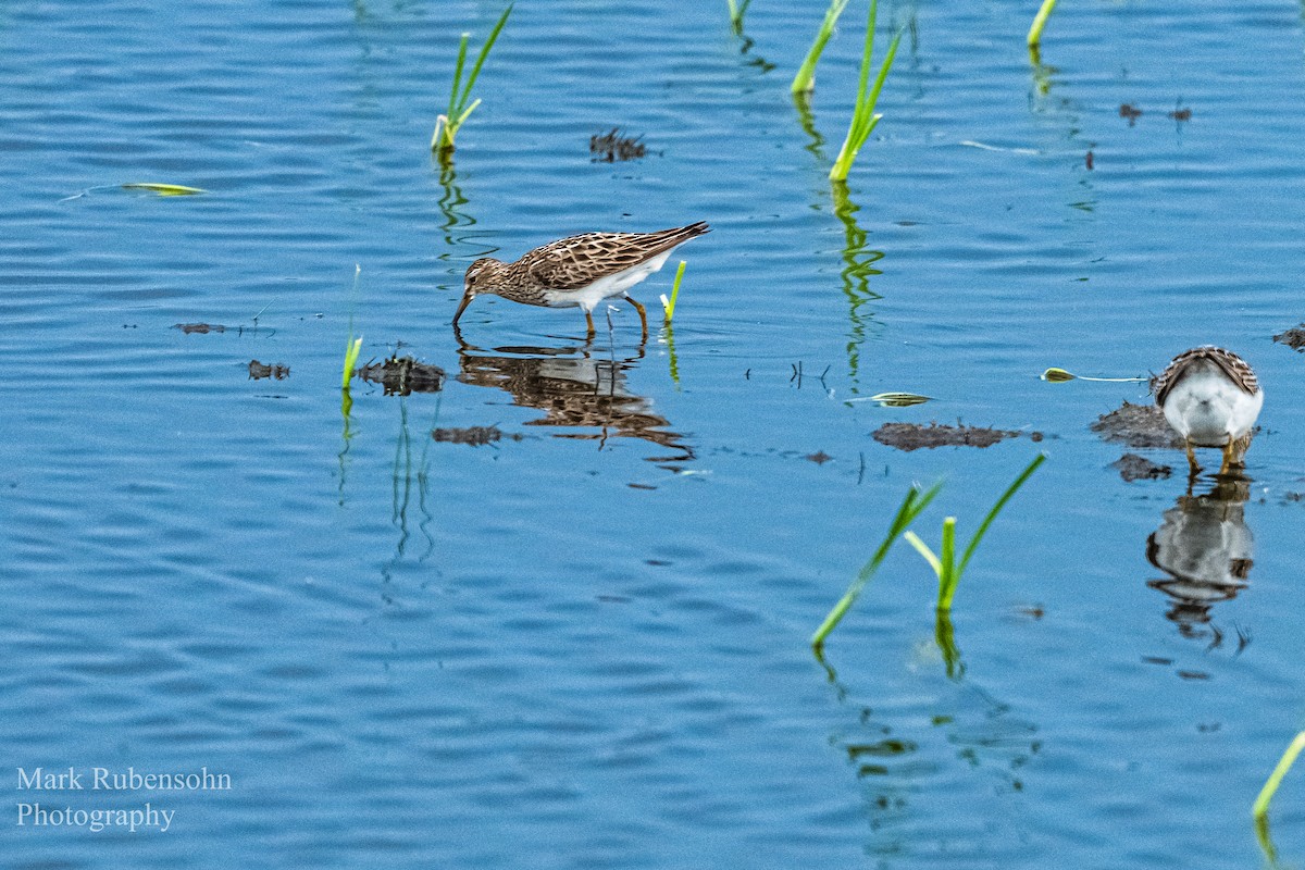 アメリカウズラシギ - ML252958531