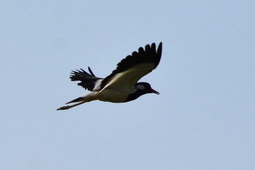 Red-wattled Lapwing - ML252959191