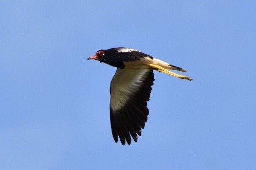 Red-wattled Lapwing - ML252959211