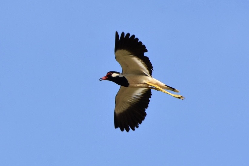 Red-wattled Lapwing - ML252959221