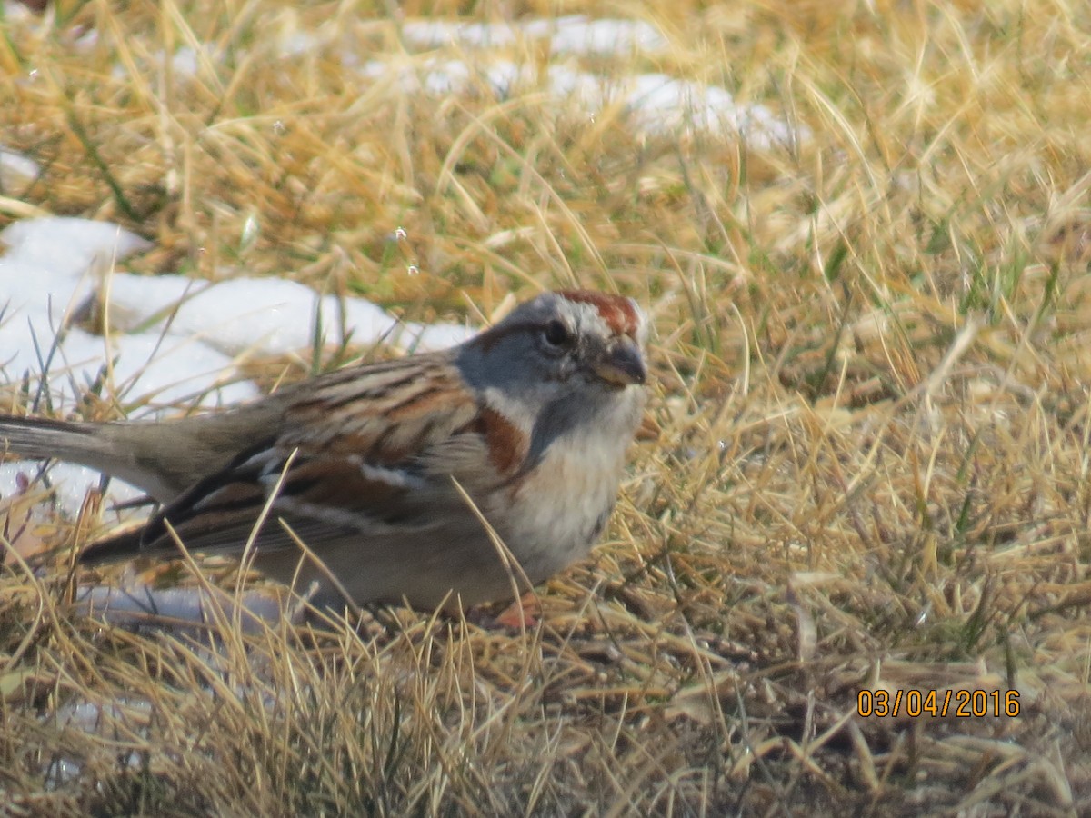 American Tree Sparrow - ML25296071