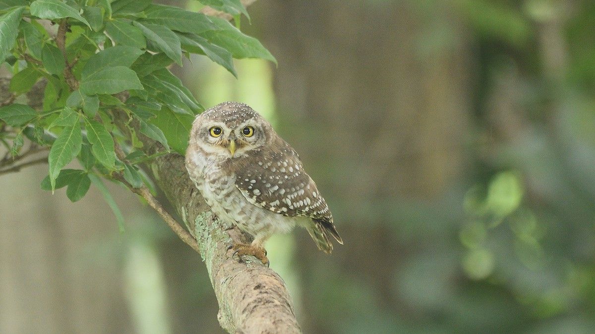 Spotted Owlet - ML252961191