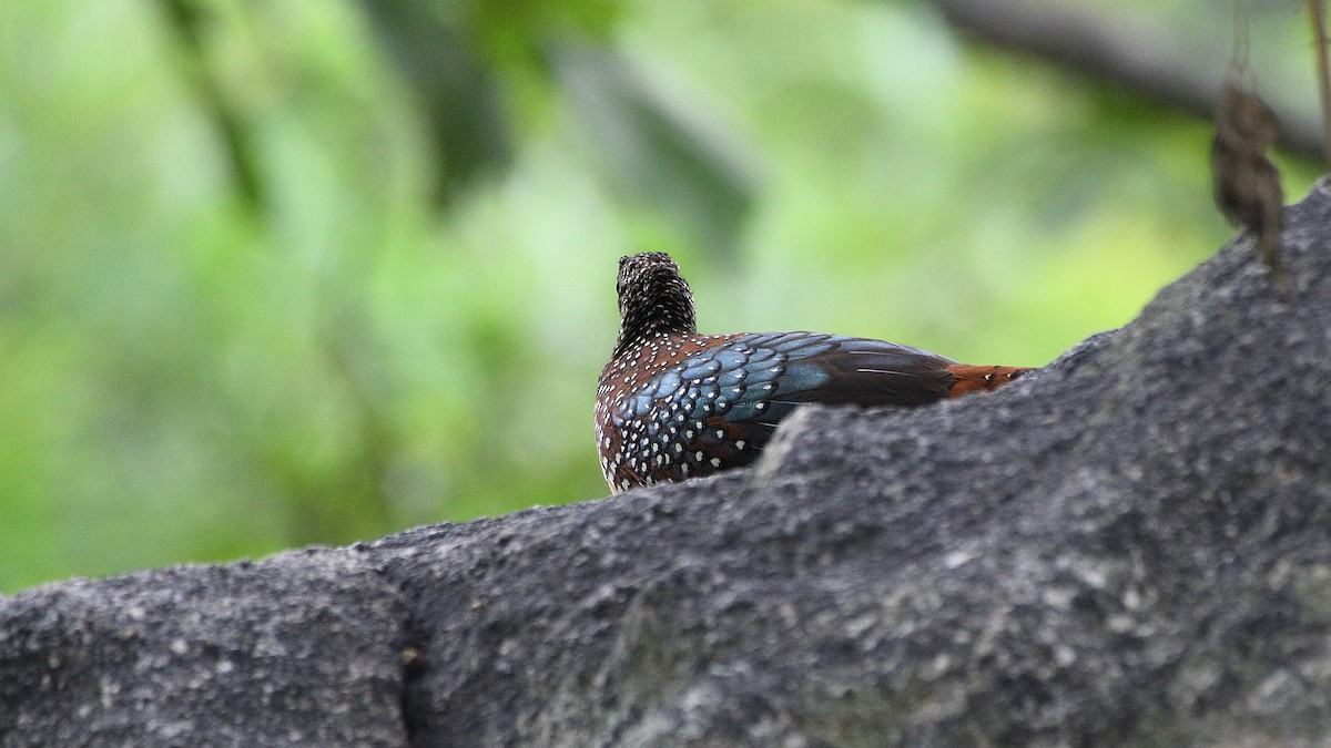 Painted Spurfowl - ML252961391