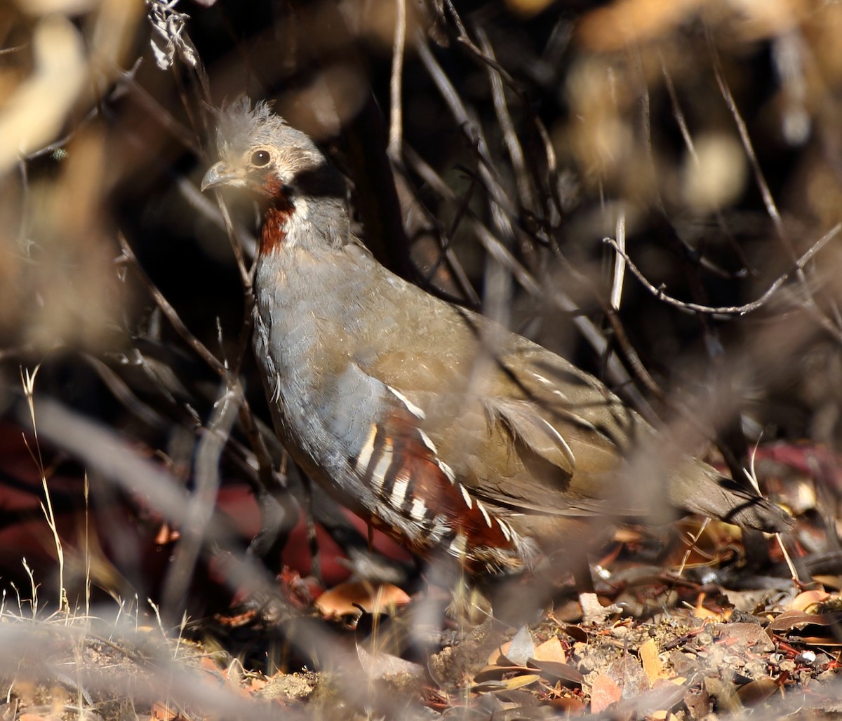 Mountain Quail - Kent Leland